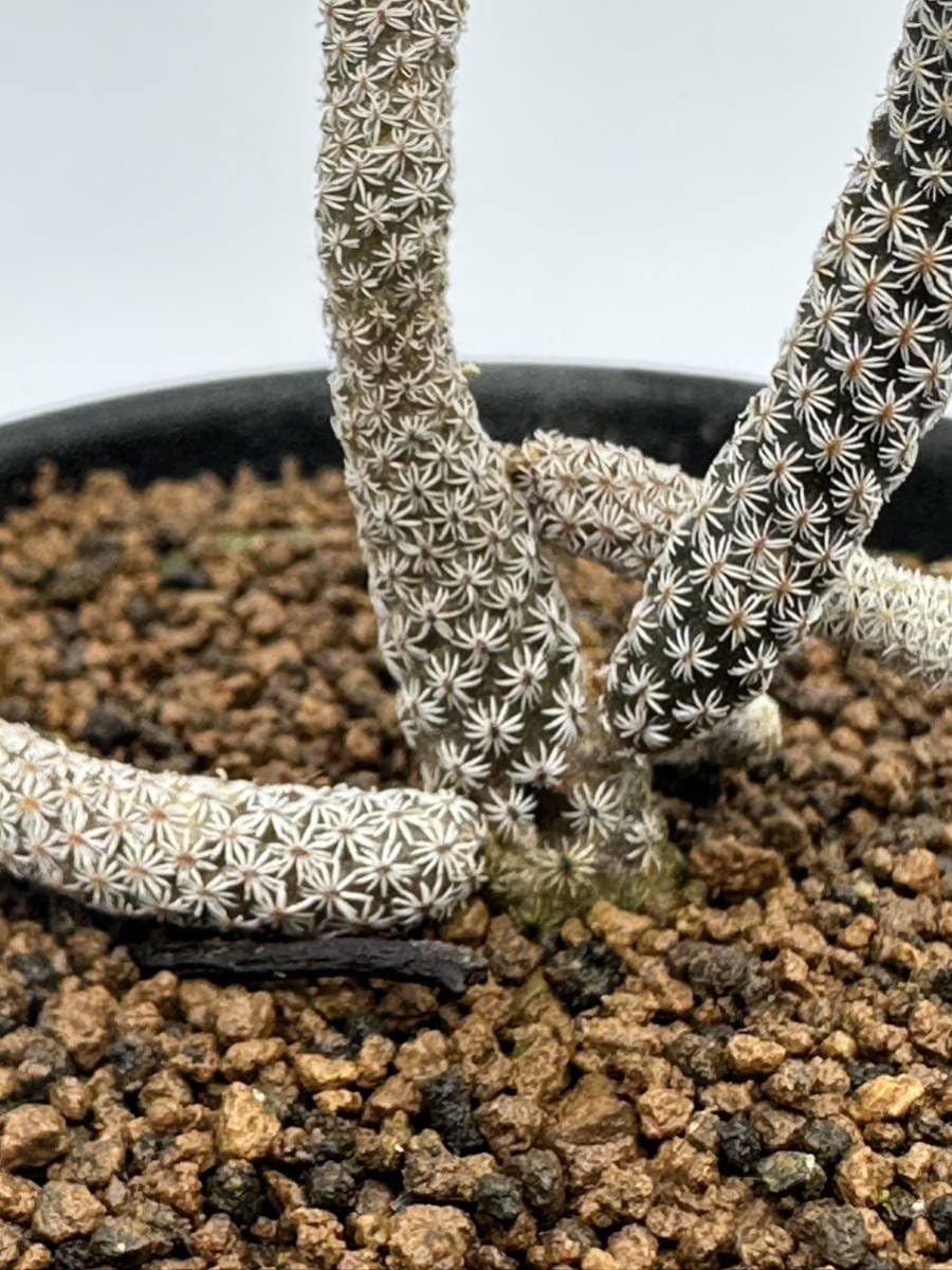 Amazon.co.jp: ツルビニカルプス ミニマ(Turbinicarpus minima)撫城丸